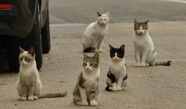 İzmir'de 33 kedi ölü bulunmuştu: Cani veteriner hekim tutuklandı