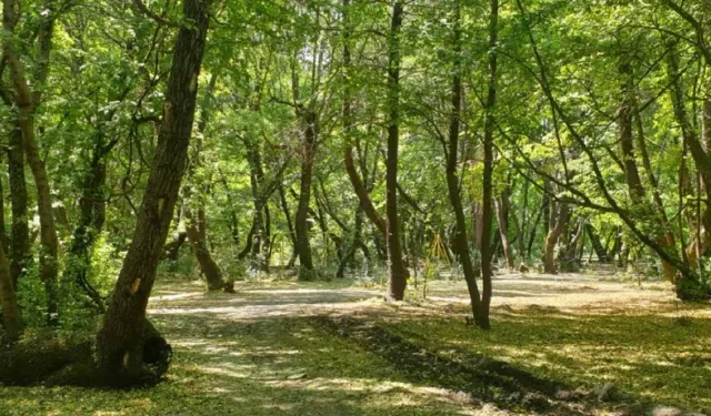 İstanbul’da ormana giriş yasağı! O tarihlerde geçerli olacak