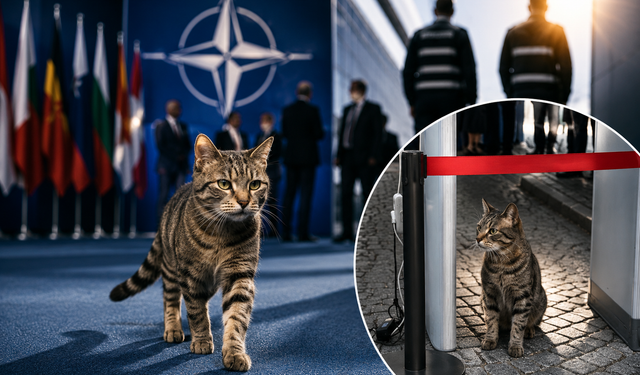 NATO'yu bile takmadı! Ankara'nın kedisi zirveye böyle girdi