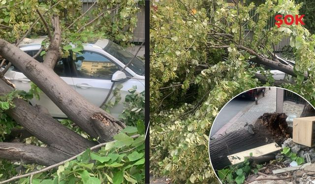 İstanbul'u fırtına vurdu! Ağaçlar devrildi, iş yerlerinin camları kırıldı