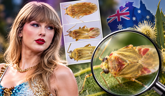 Taylor Swift'i böyle ölümsüzleştirdiler! Dört yeni böcek türü artık onun adını taşıyor