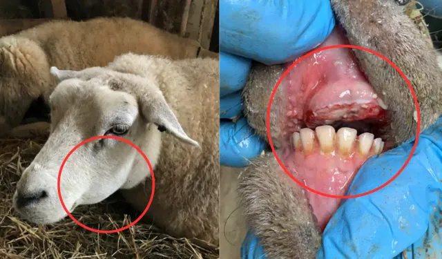 Mavi dil hastalığı nedir, belirtileri neler? Mavi dil hastalığı insanlara bulaşır mı? İşte tedavisi