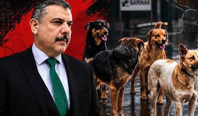Sokak hayvanları çalışmalarında son nokta konuldu: Hedeflenen sayıya ulaşıldı!