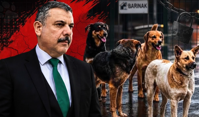 Bakan Çiftçi'den sokak hayvanları konusunda tartışma yaratacak sözler!