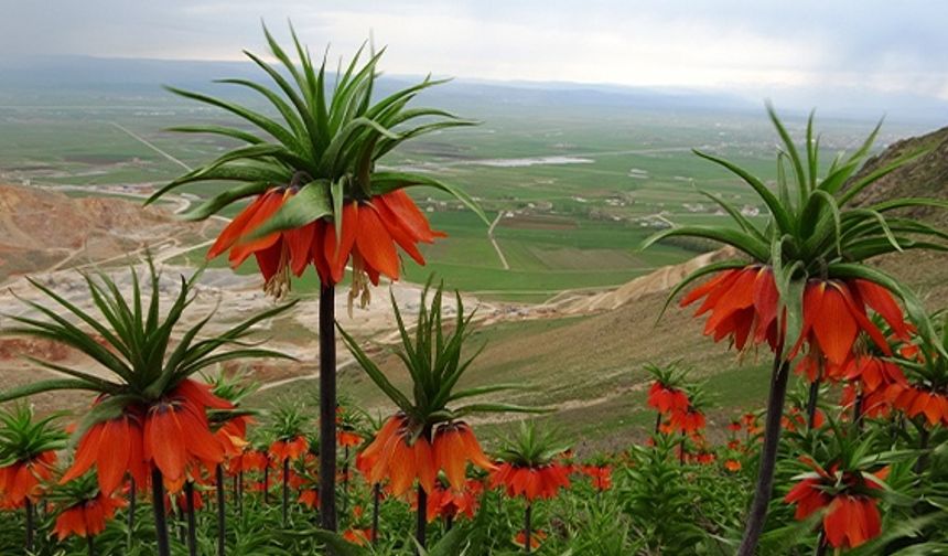 Doğa tutkunları ters laleleri fotoğraflamak için bin 800 rakımlı dağa tırmandı