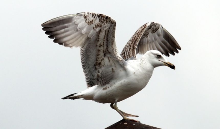 Martıdan kartal pozu