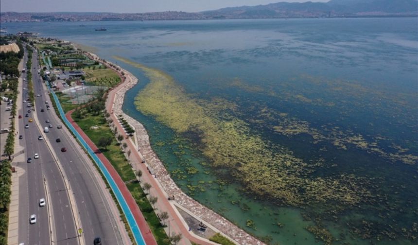 İzmir'de Bostanlı sahilinde yosun tabakası oluştu