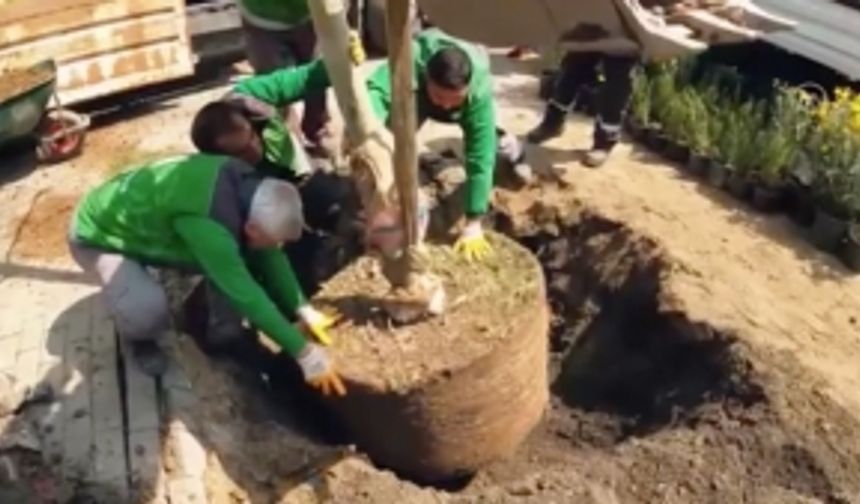 Beyoğlu Belediyesi, çoğunluğu çınar 112 ağaç dikti