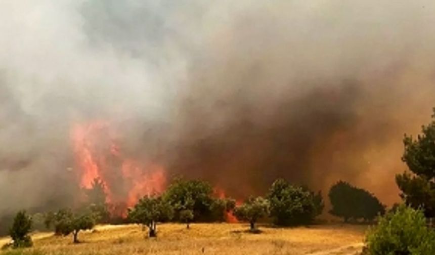 Ciğerlerimiz yanıyor! Manisa'da orman yangını çıktı