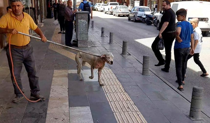 Kilis’te başıboş dolaşan Pitbull