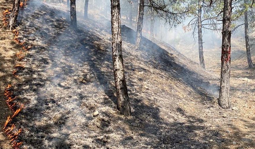 Tosya Gavur Dağ Bölgesinde Orman Yangını