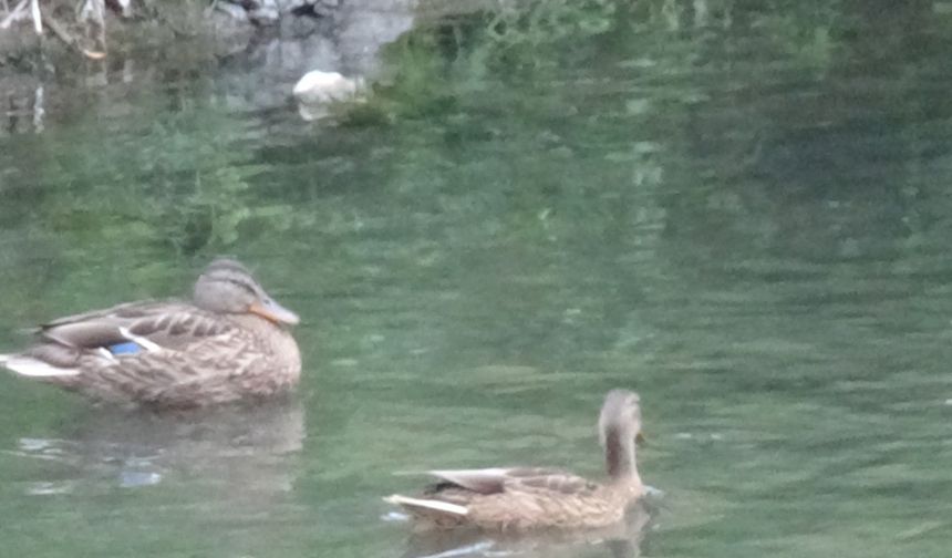 Yaban ördekleri yavrularını Kars’ta büyüttü