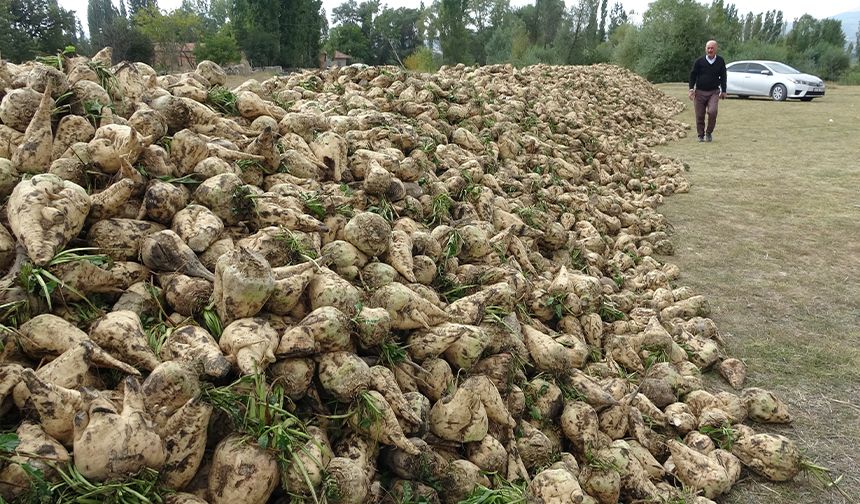 Kütahya'da pancar hasadı başladı