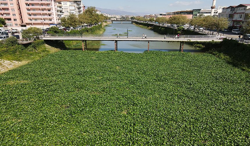 Asi Nehri'nde su canavarlarıyla mücadele