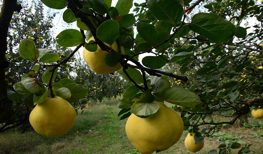 Avrupa’nın ayvası bu köyden