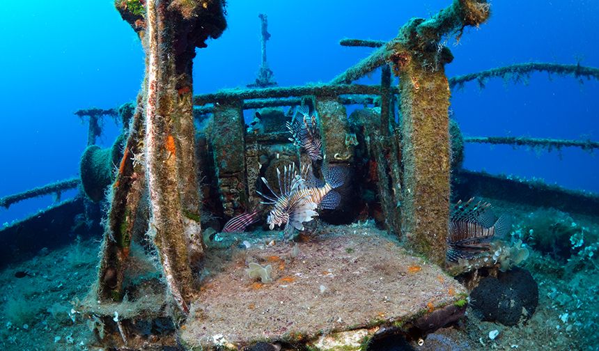 Bodrum'un su altı dünyasında tarih ve doğal yaşam bir arada görüntülendi