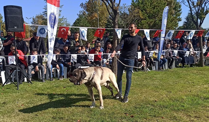 Türk çoban köpekleri podyuma çıktı