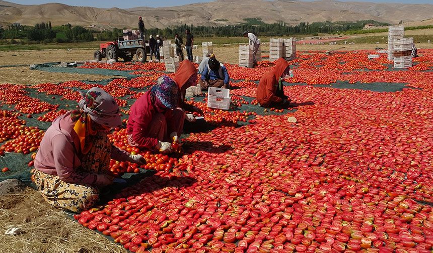 Avrupa’nın kuru domatesi Malatya’dan