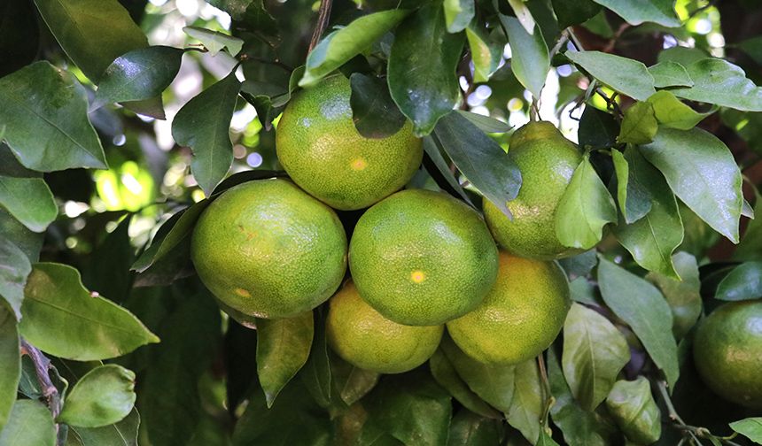 Mandalina çiftçinin yüzünü güldürüyor