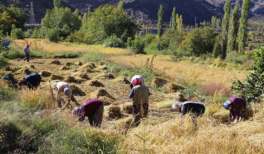 Artvin’de kadınlar 20 yıl sonra ata tohumunu toprakla buluşturdu