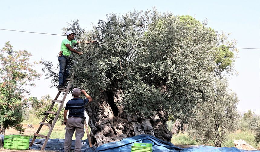 Özenle korunan bin 200 yıllık zeytin ağacında hasat bereketi