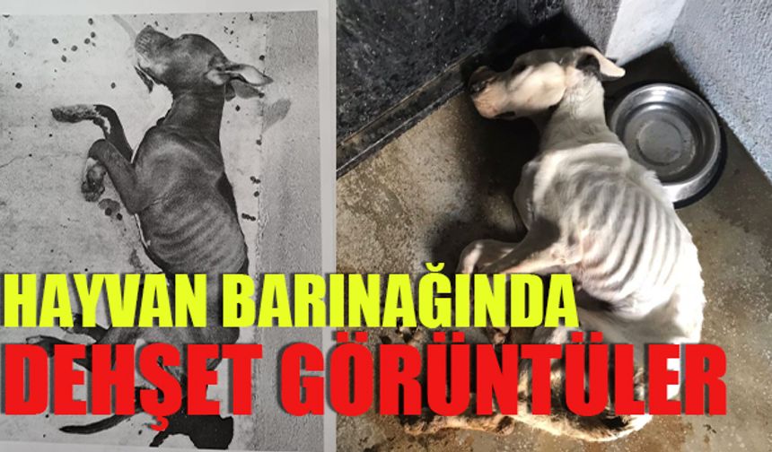 Odunpazarı hayvan barınağında dehşet görüntüler