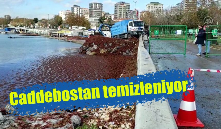 Caddebostan'da yosun temizliği