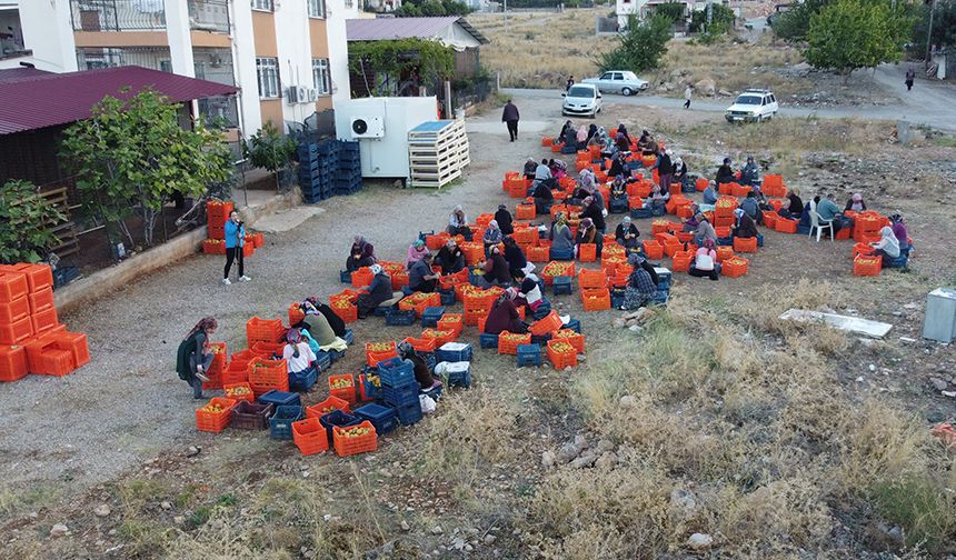 Bu meyvenin kurusu yaşından 10 kat pahalıya satılıyor