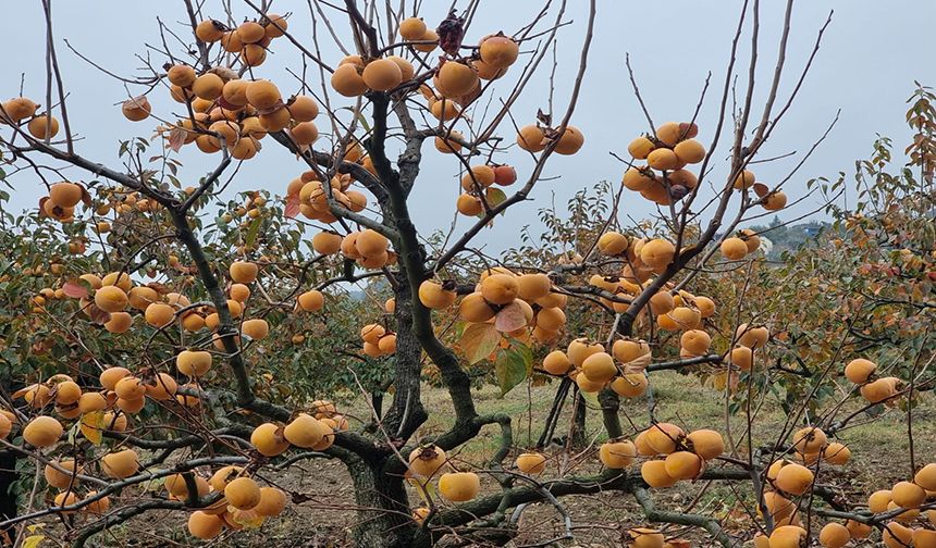 Kozan hurması, lezzetini tescillemek istiyor