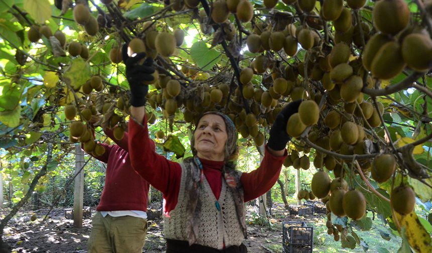 Ordu’da kivi hasadı başladı