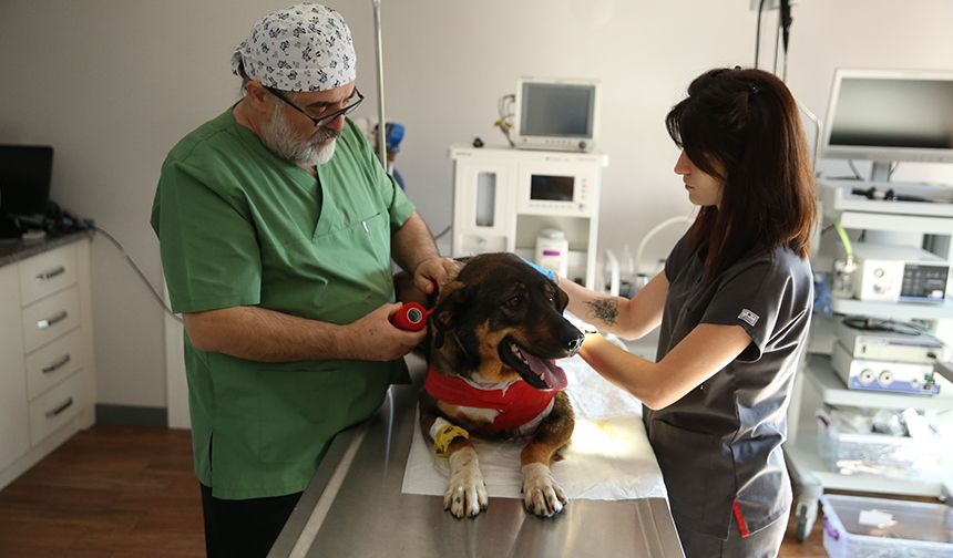 Ordu'da av tüfeğiyle vurulan köpek tedavi altına alındı