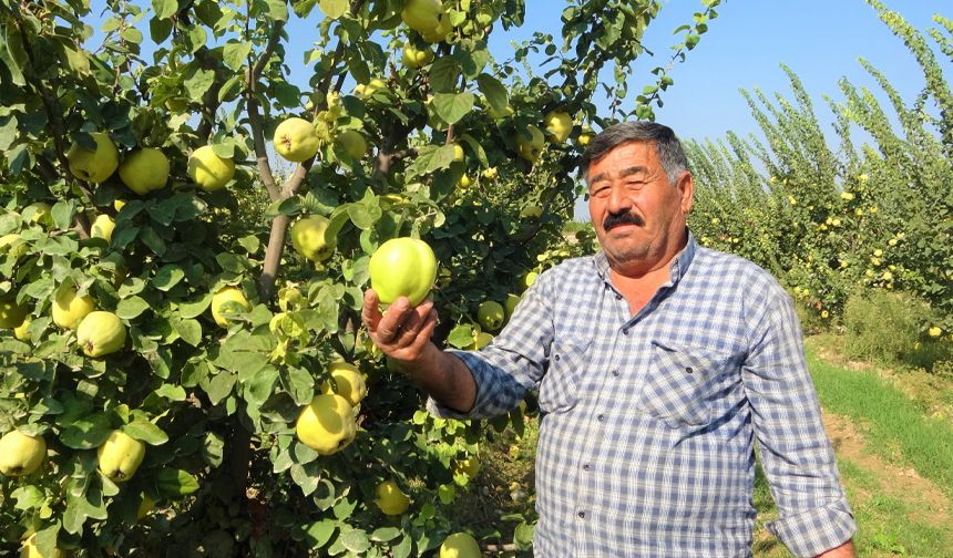 Dalların altın sarısı, yüksek verimle geldi