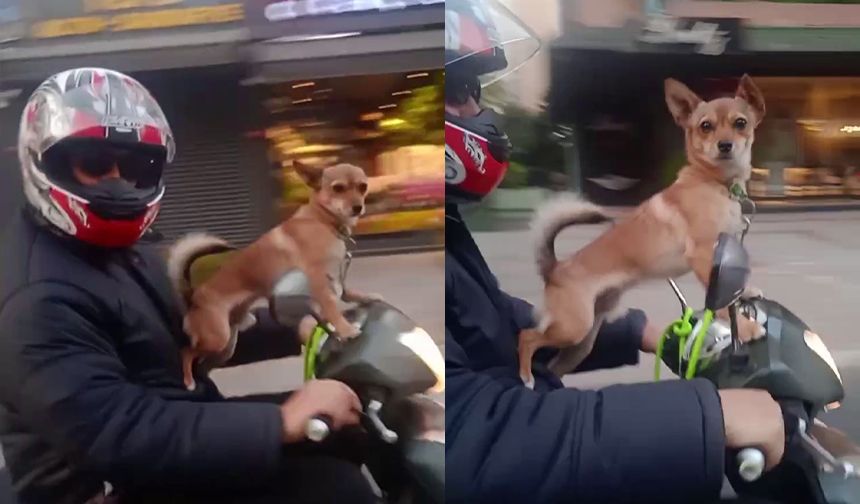 Kadıköy’de köpeğin motosiklet üzerinde gülümseten yolculuğu