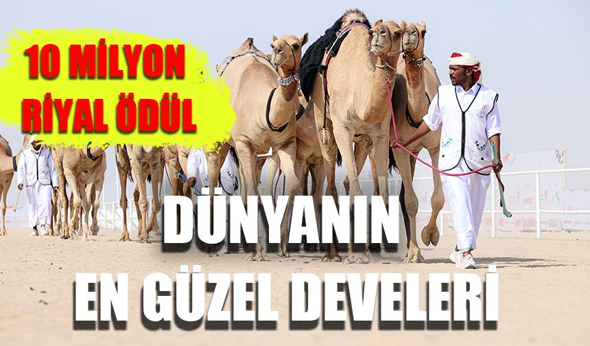 Katar'da dünyanın en güzel develeri