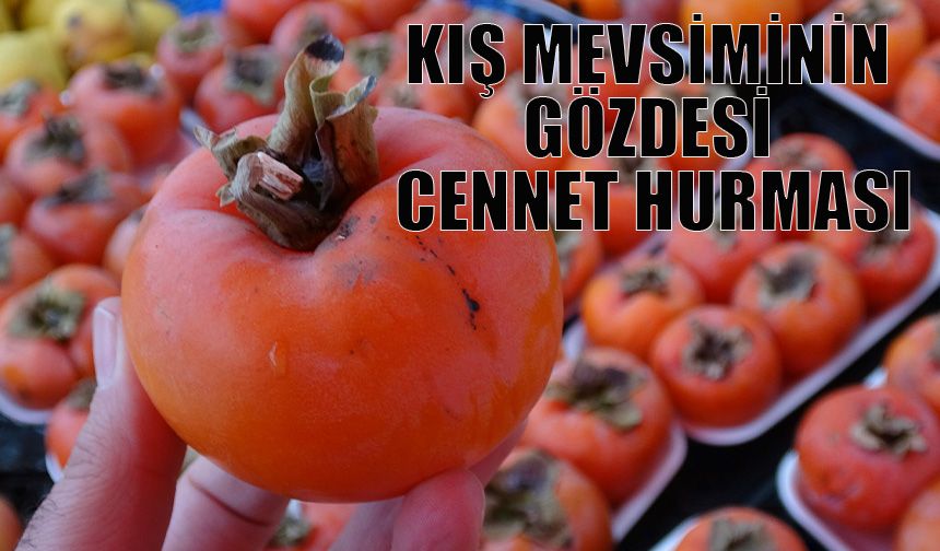 Kış mevsiminin gözdesi cennet hurması