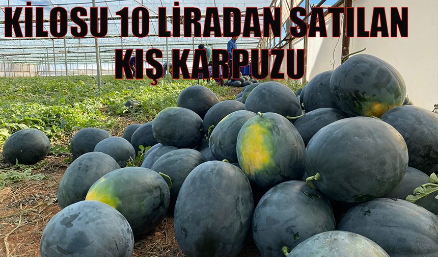 Kilosu 10 liradan satılan kış karpuzu