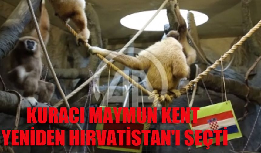 Kuracı maymun Kent yeniden Hırvatistan'ı seçti