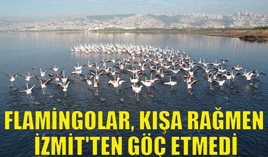 Flamingolar, kışa rağmen İzmit'ten göç etmedi