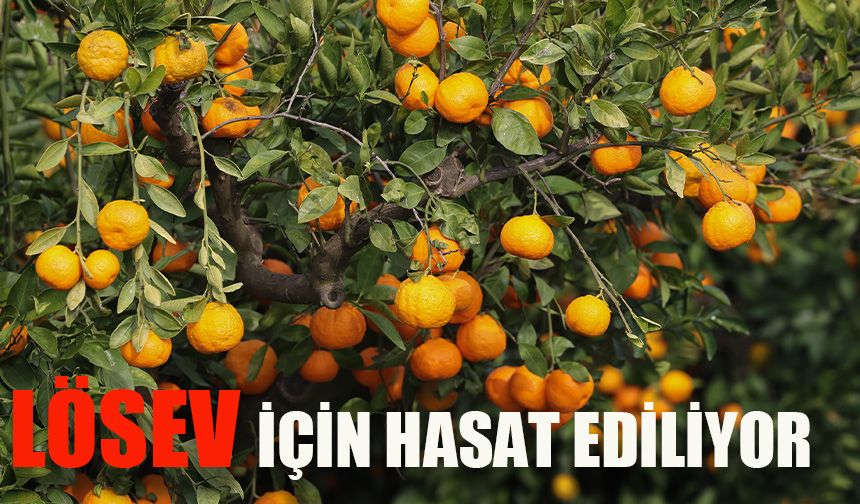 LÖSEV için hasat ediliyor