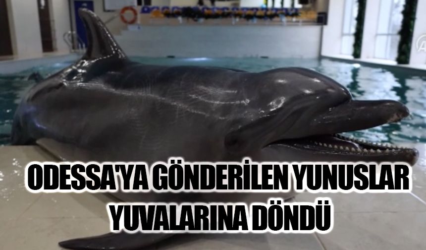 Savaş nedeniyle Odessa'ya gönderilen yunuslar yuvalarına döndü