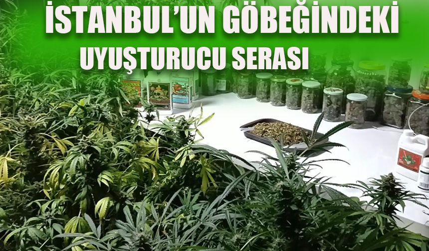 İstanbul’un göbeğindeki uyuşturucu serası