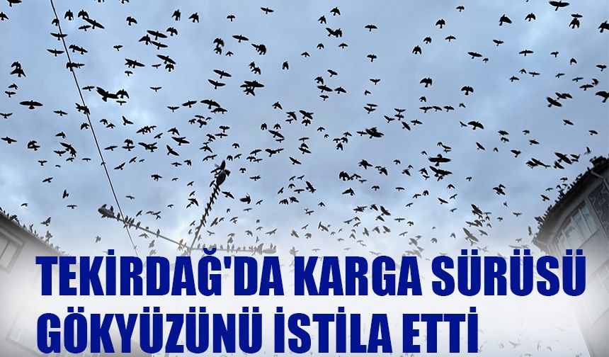 Tekirdağ'da karga sürüsü gökyüzünü istila etti