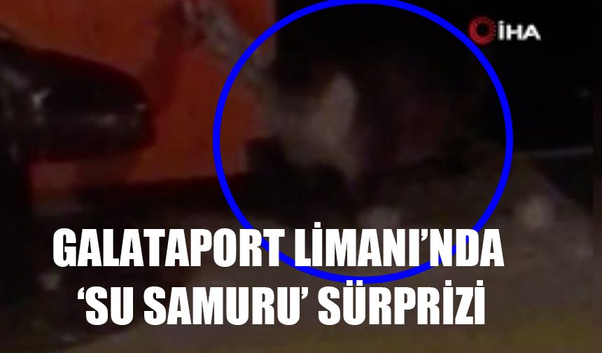 Galataport Limanı’nda ‘Su samuru’ sürprizi