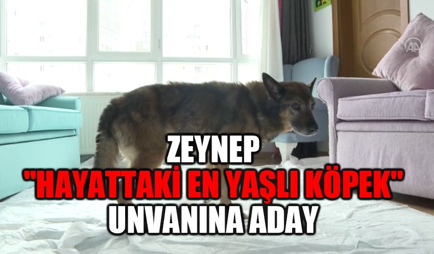 Alman kurdu kırması "Zeynep", "hayattaki en yaşlı köpek" unvanına aday