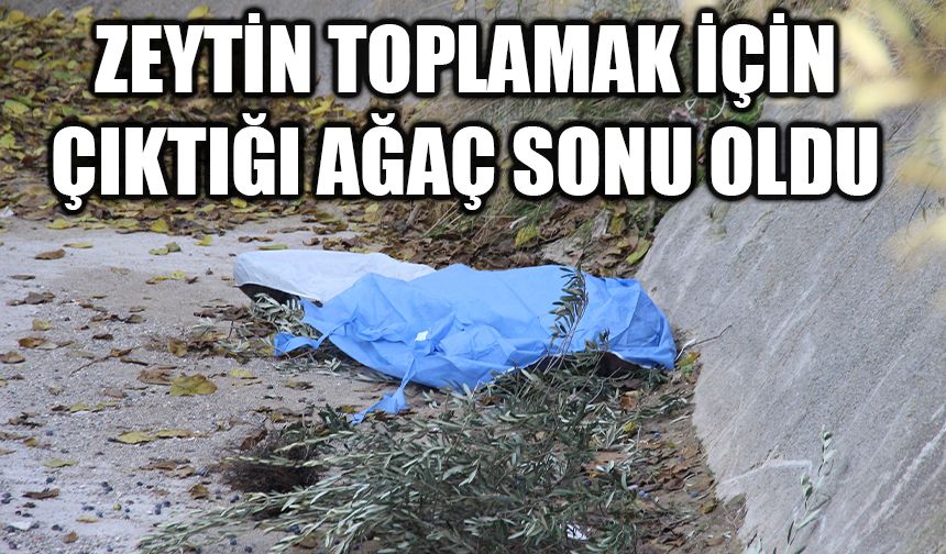 Zeytin toplamak için çıktığı ağaç sonu oldu