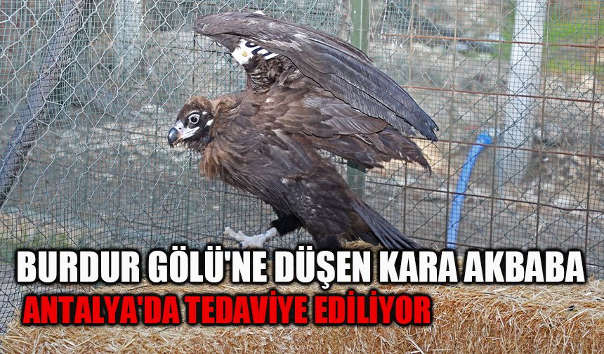 Burdur Gölü'ne düşen kara akbaba, Antalya'da tedavi ediliyor