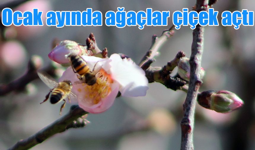 Ocak ayında ağaçlar çiçek açtı