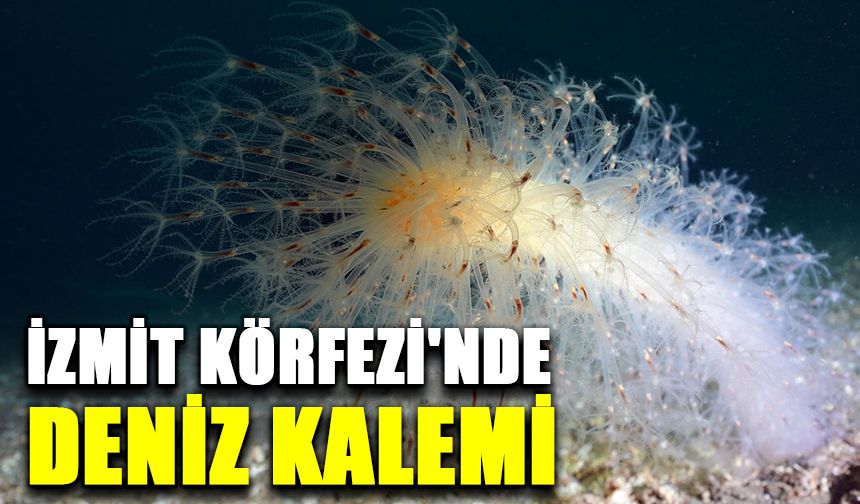 İzmit Körfezi'nde "deniz kalemi" görüntülendi