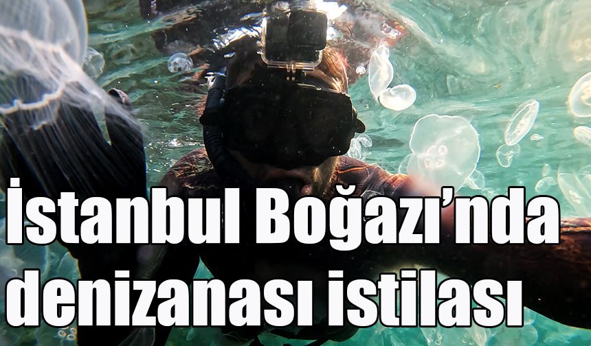 İstanbul Boğazı’nda denizanası istilası