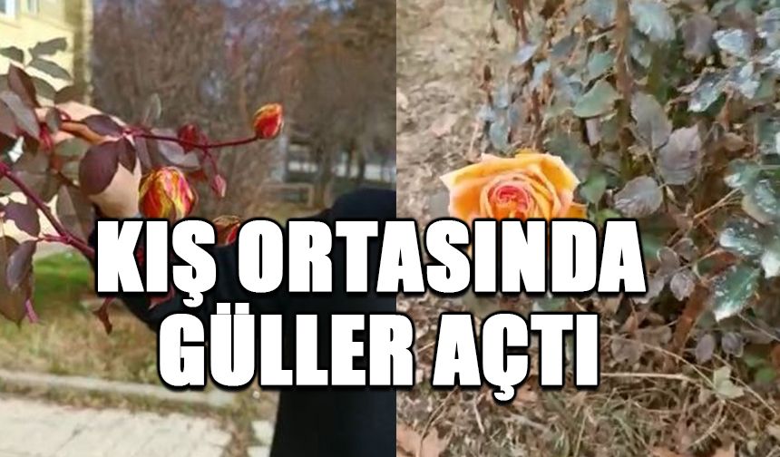 Kış ortasında güller açtı